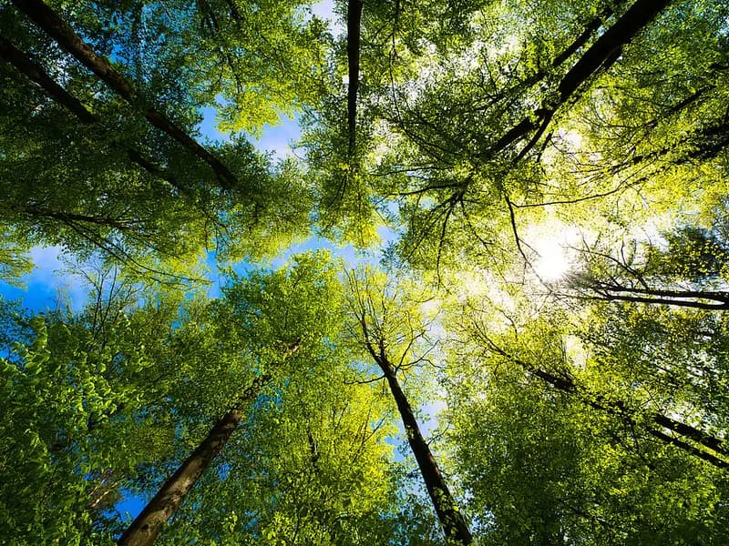 Baumwipfel vor blauem Himmel
